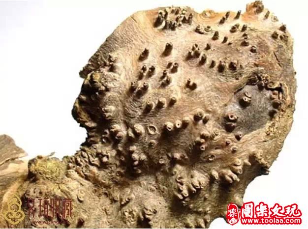 麻梨疙瘩