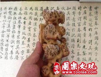 崖柏瘤花的形成过程