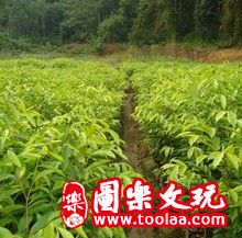 沉香树种植方法技术